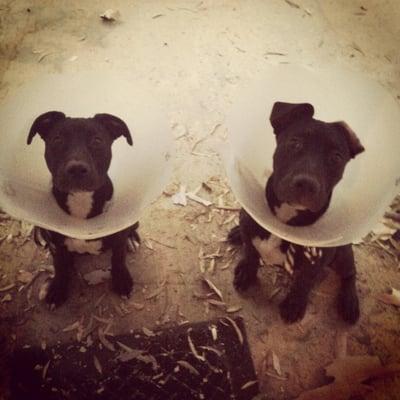 My Little cone Heads, after getting fixed at Starlight Clinic! Bailey & Chipper at 6 months old! Thank you Starlight!!