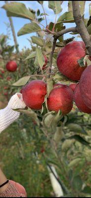 Apple picking