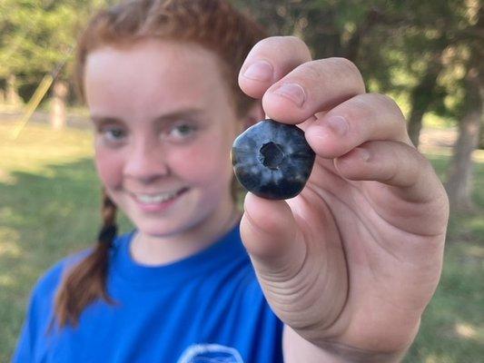 Some of the biggest blueberries ever!