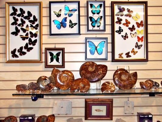 Butterflies & Ammonites