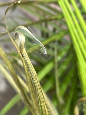 Spider mites