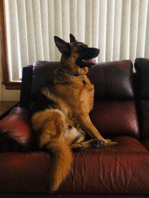 Max says " stay off the carpet, it's new‍