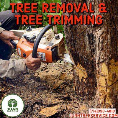 Tree Removal & Tree Trimming local Tree Service licensed & bonded free estimates