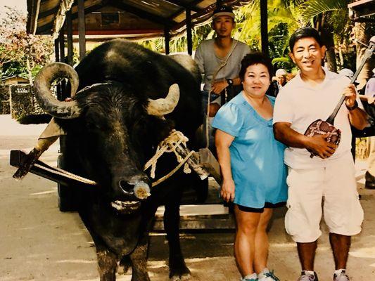 Water buffalo ride in Okinawa