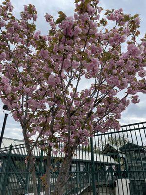 Cherry blossoms outside of the station