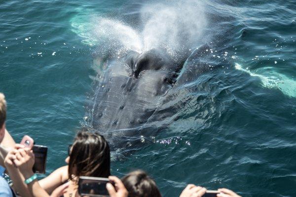 Whale watchers viewing humpback whale