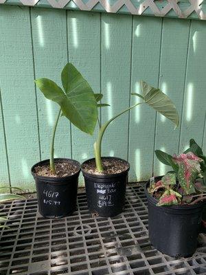 Elephant ears for $15, big caladiums for $10