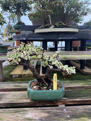 The dwarf jade bonsai we decided to bring home