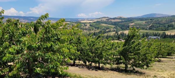 Orchards and view