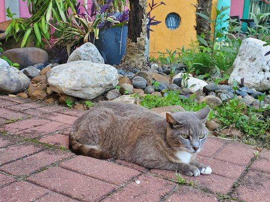 Sadie, Bohemeo's cat