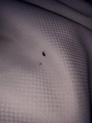 Bed bug and excrement it left on blanket