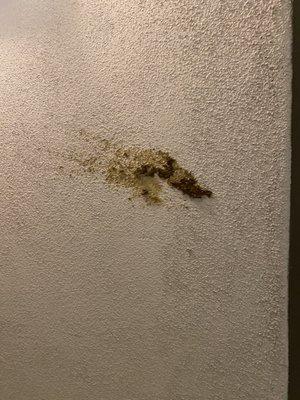 Poop on wall next to elevator