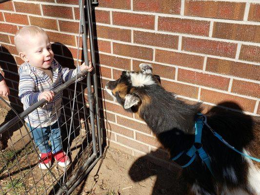 Learning about animals with an onsite experience.