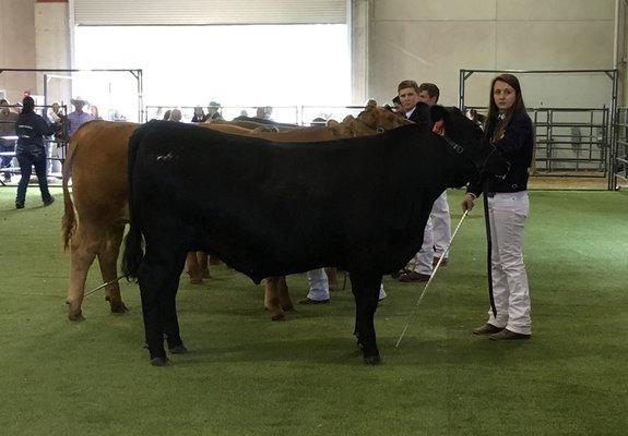 2017 AES Champion & FFA Angus Champion    1365lbs