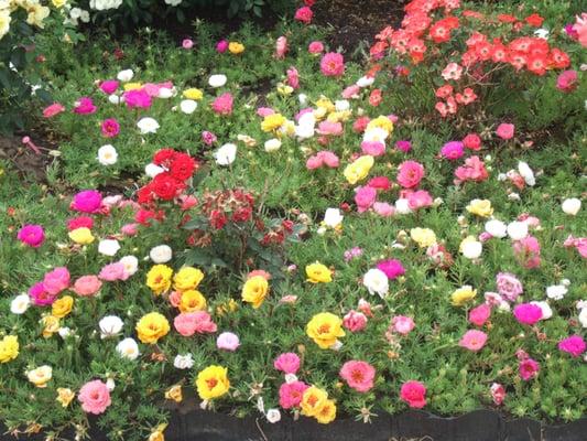 Garden Moss Roses