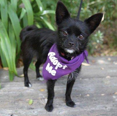 Store dog "Easy" waiting to be adopted!