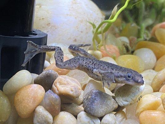 African Dwarf Frog