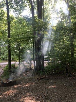 Smoke through the trees