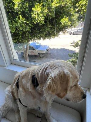 Dewey waiting for Niki by the window