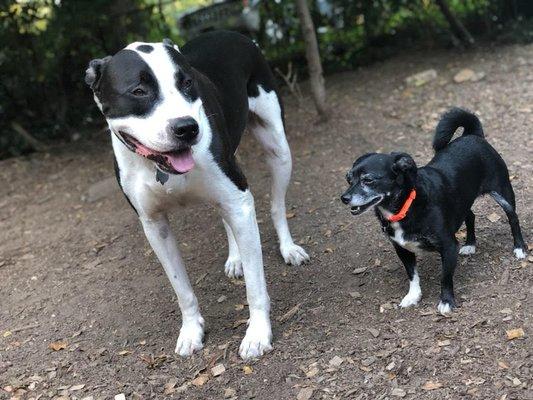 Pets want to be social too.  We're here to help. Schedule a playgroup today!