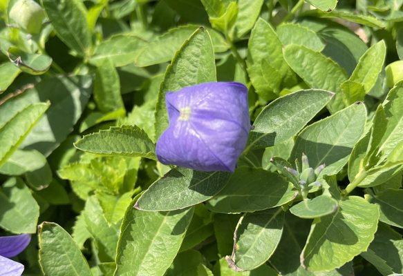 Balloon flowers, looked beautiful near the checkout!