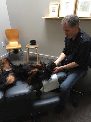 Dr. Leitner's dog demonstrates how to relax during a treatment.