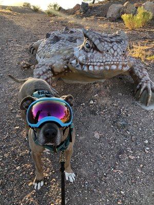 Boulder City Animal Hospital