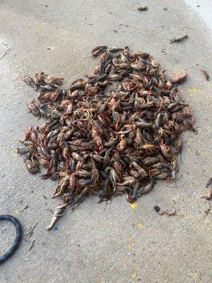 Dead crawfish from 2 of the sacks of live crawfish.