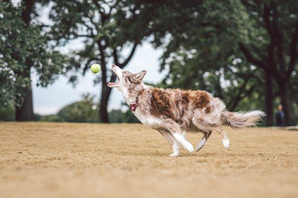 Doggy Day Out - Keilman Lane