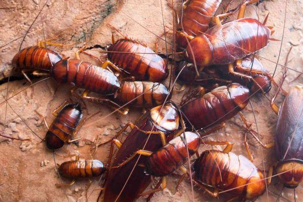 The Central Coast's Premier Pest Control Company Cockroaches  its time  to call A-1 Pest Management (805)460-7566