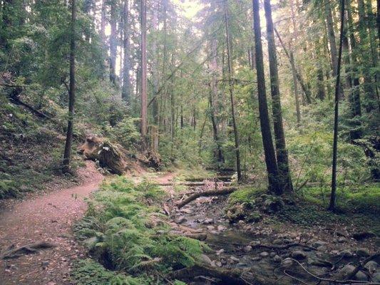 Deep in the heart of towering redwood giants