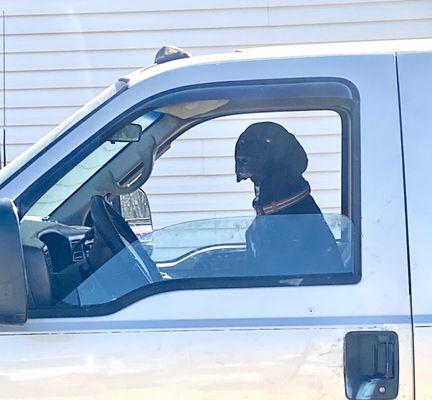 Labrador watching the back parking lot!!