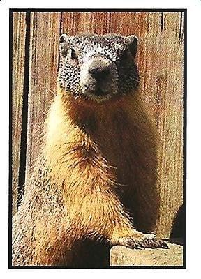 "Marvin", the 2nd Look marmot mascot (Spokane: Marmotland)