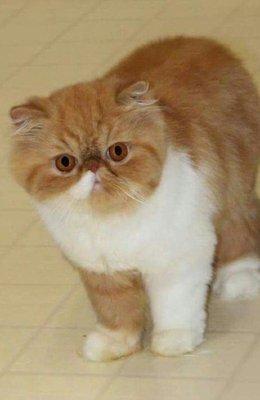 Sweet affectionate exotic tri-color  Persian