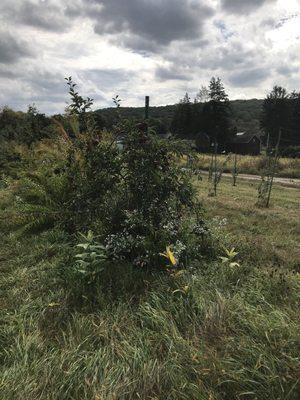 Yet more Apple  Orchard!