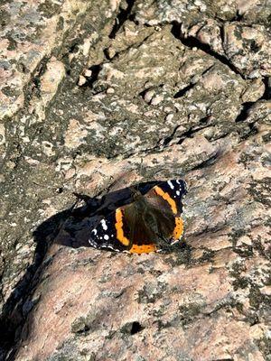 A beautiful friend on the trail