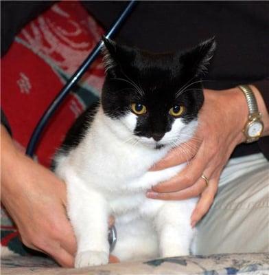 Sister Mary Cleo having her heart examined on my lap during a house-call.