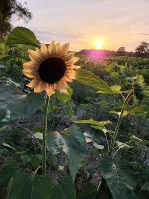 Sunflower cutting field