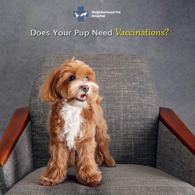 Does your Pup need vaccinations? 
 
 Fact: Yes, to protect from many diseases including lethal (Parvo, distemper) and non-treatable diseases