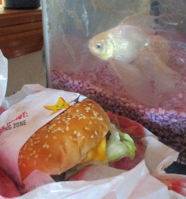 My 50-yr old fish was unable to enjoy this take out burger, but certainly eyed it surreptitiously...