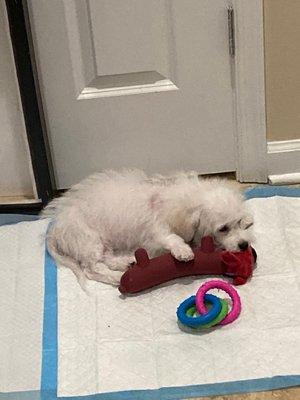 Snowy enjoying her toys!!!  She's so smart...she picked up the pee wee pad within (2) days