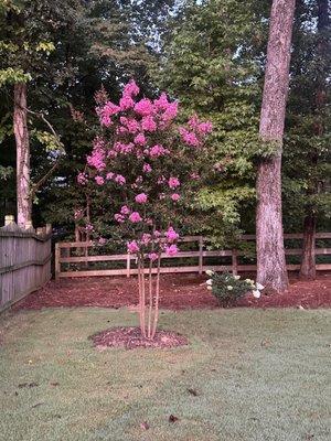 Lost Mountain was the only nursery that I could find that carried this color of crepe Myrtle!  My parents had this color in our front yard!