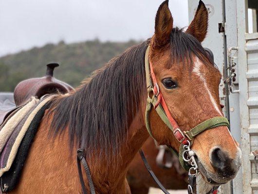 The horse my dad rode, can't remember it's name though.