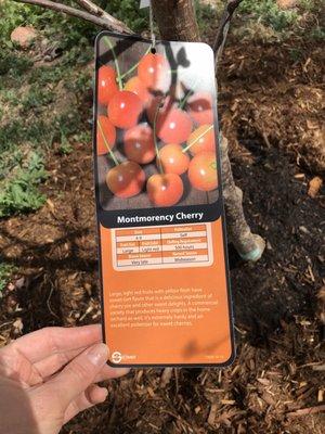 Cherry tree tag