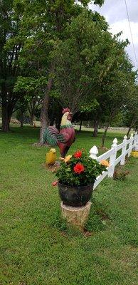 Mr Rooster