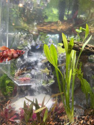 STUNNING female bettas (it's impossible choosing from their rare selection of males and females) and foreground plants from Agnoquatics.