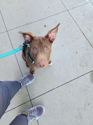 Gus after a fun day at EveryDog. Look at those ears!