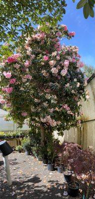 Rhododendren at Thompson's nursery