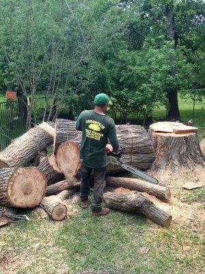 Large tree removal