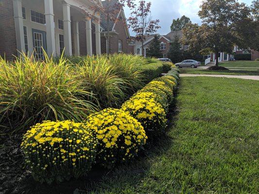 Fall Mums